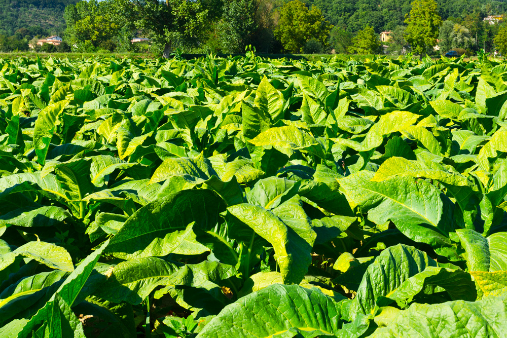 Tobacco
